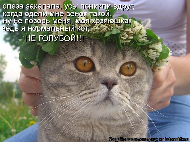 слеза закапала, усы поникли вдруг, когда одели мне венок такой, ну не позорь меня, моя хозяюшка, ведь... Котоматрица: слеза закапала, усы поникли вдруг, когда одели мне венок такой, ну не позорь меня, моя хозяюшка, ведь я нормальный кот, НЕ ГОЛУБОЙ!!!