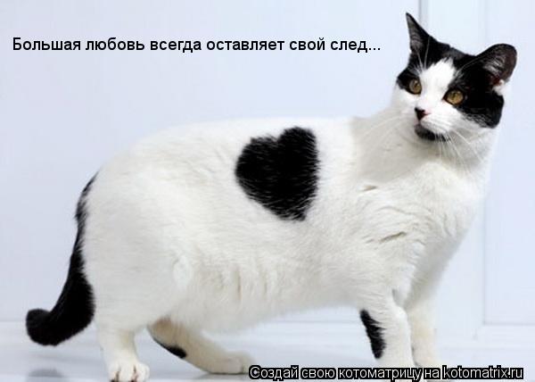 Большая любовь всегда оставляет свой след...... Котоматрица: Большая любовь всегда оставляет свой след...