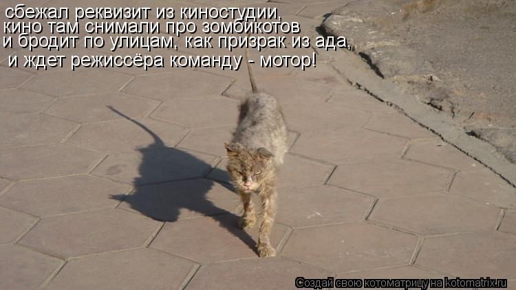 и ждет режиссёра команду - мотор! сбежал реквизит из киностудии, кино там снимали про зомбикотов и б... Котоматрица: и ждет режиссёра команду - мотор! сбежал реквизит из киностудии, кино там снимали про зомбикотов и бродит по улицам, как призрак из ада,