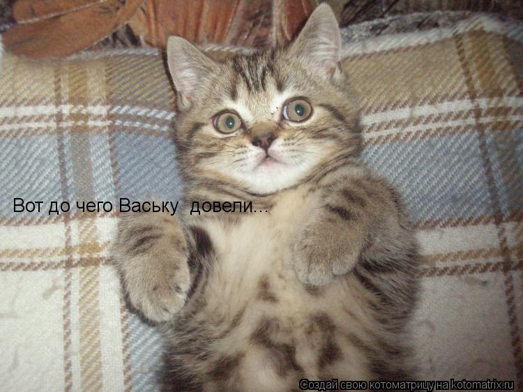 Вот до чего Ваську довели...... Котоматрица: Вот до чего Ваську довели...