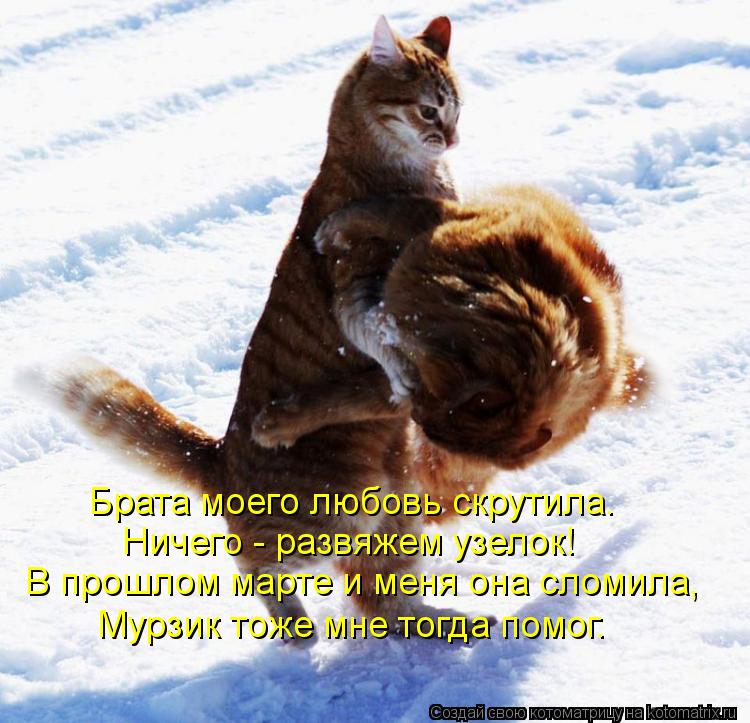 Брата моего любовь скрутила. Ничего - развяжем узелок! В прошлом марте и меня она сломила, Мурзик тож... Котоматрица: Брата моего любовь скрутила. Ничего - развяжем узелок! В прошлом марте и меня она сломила, Мурзик тоже мне тогда помог.