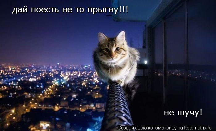 дай поесть не то прыгну!!! не шучу!... Котоматрица: дай поесть не то прыгну!!! не шучу!