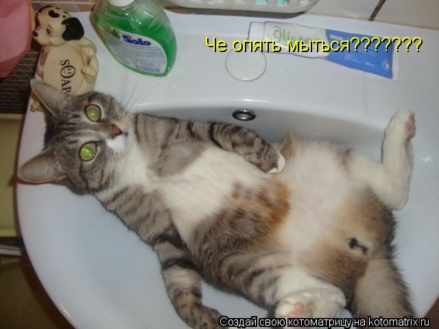 Че опять мыться???????... Котоматрица: Че опять мыться???????