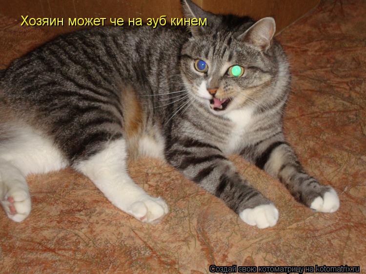 Хозяин может че на зуб кинем... Котоматрица: Хозяин может че на зуб кинем