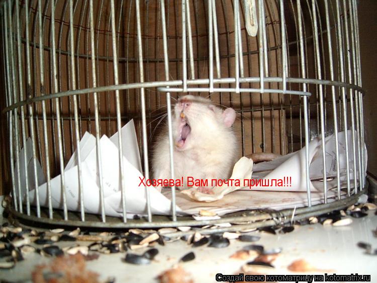 Хозяева! Вам почта пришла!!!... Котоматрица: Хозяева! Вам почта пришла!!!