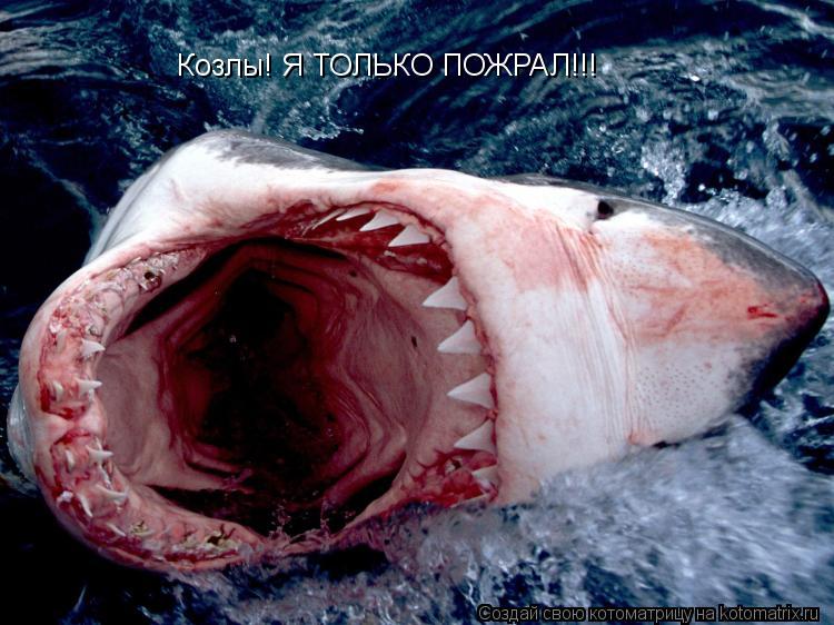 Козлы! Я ТОЛЬКО ПОЖРАЛ!!!... Котоматрица: Козлы! Я ТОЛЬКО ПОЖРАЛ!!!
