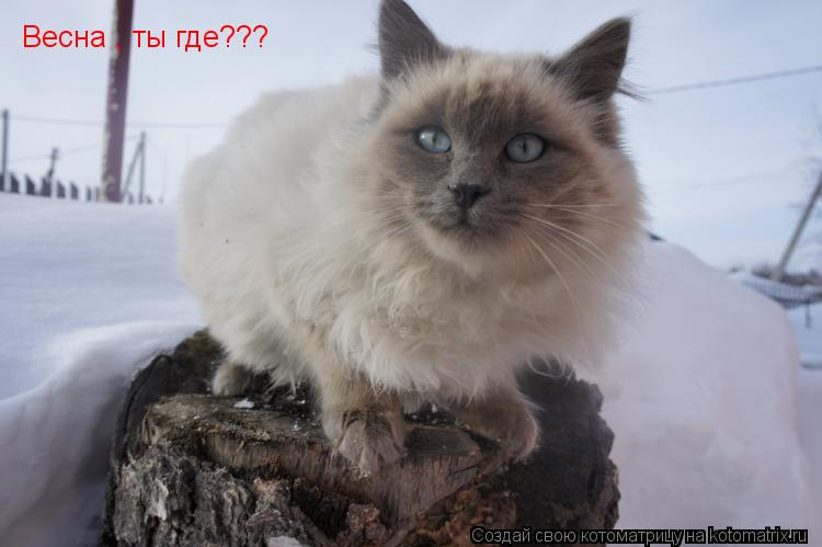 Весна , ты где???... Котоматрица: Весна , ты где???