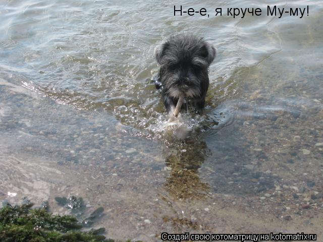 Н-е-е, я круче Му-му!... Котоматрица: Н-е-е, я круче Му-му!