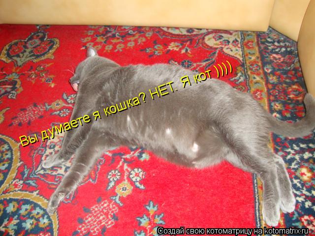 Вы думаете я кошка? НЕТ. Я кот ))))... Котоматрица: Вы думаете я кошка? НЕТ. Я кот ))))