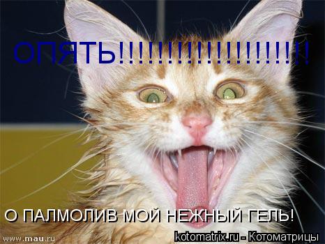 О ПАЛМОЛИВ МОЙ НЕЖНЫЙ ГЕЛЬ! ОПЯТЬ!!!!!!!!!!!!!!!!!!!!... Котоматрица: О ПАЛМОЛИВ МОЙ НЕЖНЫЙ ГЕЛЬ! ОПЯТЬ!!!!!!!!!!!!!!!!!!!!