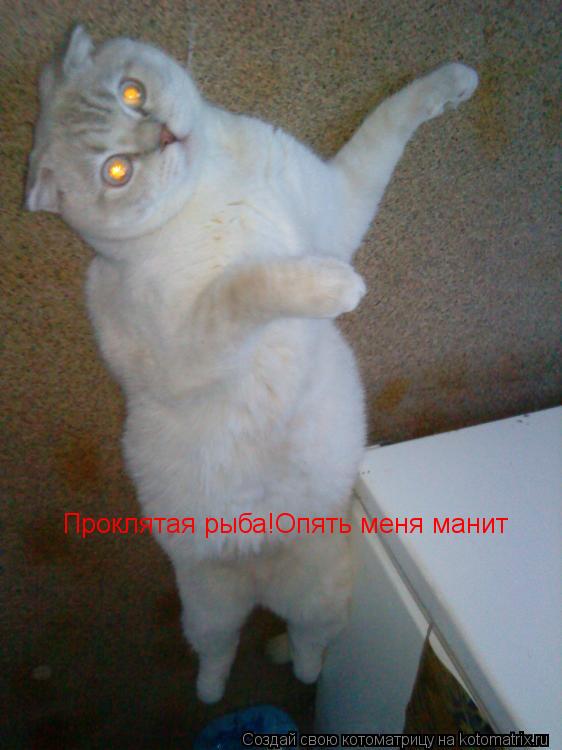 Проклятая рыба!Опять меня манит... Котоматрица: Проклятая рыба!Опять меня манит