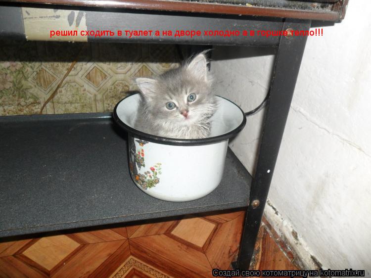 решил сходить в туалет а на дворе холодно а в горшке тепло!!!... Котоматрица: решил сходить в туалет а на дворе холодно а в горшке тепло!!!