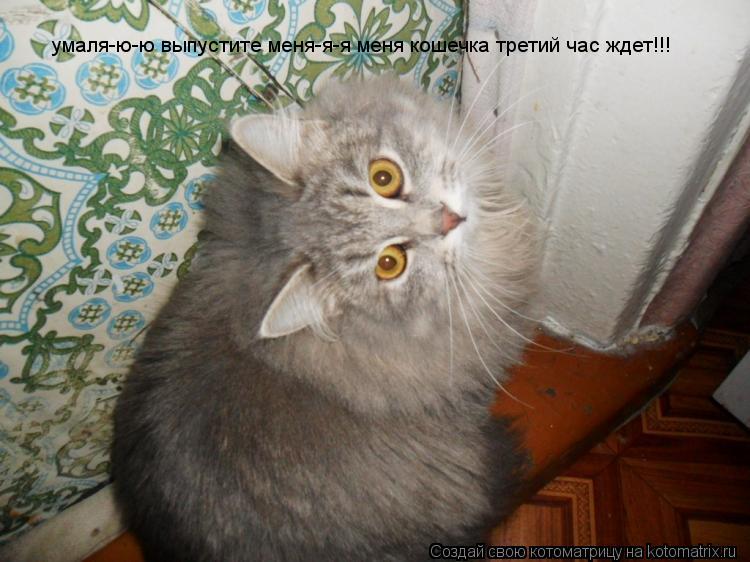 умаля-ю-ю выпустите меня-я-я меня кошечка третий час ждет!!!... Котоматрица: умаля-ю-ю выпустите меня-я-я меня кошечка третий час ждет!!!