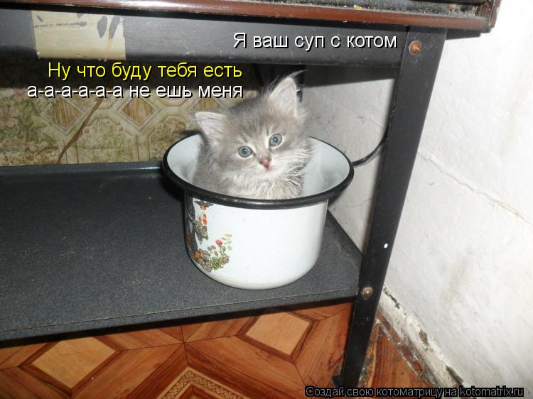 Я ваш суп с котом Ну что буду тебя есть а-а-а-а-а-а не ешь меня... Котоматрица: Я ваш суп с котом Ну что буду тебя есть а-а-а-а-а-а не ешь меня