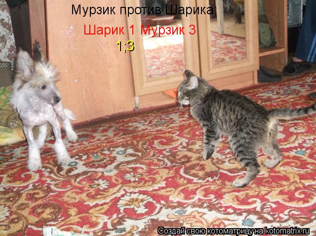 Мурзик против Шарика; Шарик 1 Мурзик 3 1;3... Котоматрица: Мурзик против Шарика; Шарик 1 Мурзик 3 1;3