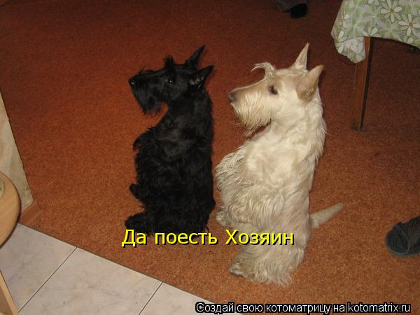 Да поесть Хозяин... Котоматрица: Да поесть Хозяин