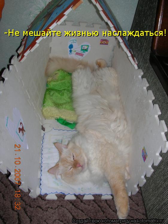 -Не мешайте жизнью наслаждаться!... Котоматрица: -Не мешайте жизнью наслаждаться!