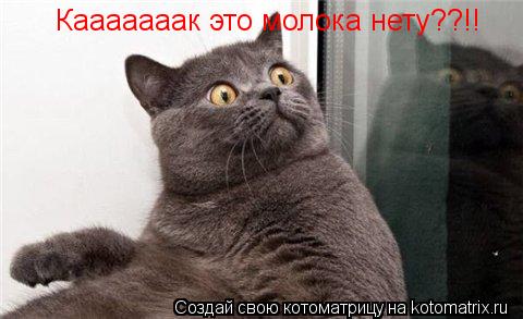 Кааааааак это молока нету??!!... Котоматрица: Кааааааак это молока нету??!!