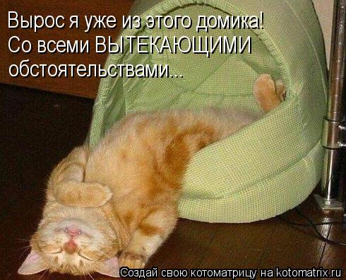 Вырос я уже из этого домика! Со всеми ВЫТЕКАЮЩИМИ обстоятельствами...... Котоматрица: Вырос я уже из этого домика! Со всеми ВЫТЕКАЮЩИМИ обстоятельствами...