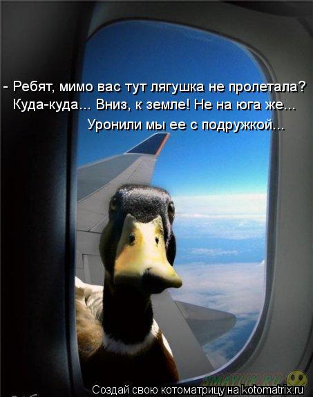 - Ребят, мимо вас тут лягушка не пролетала? Куда-куда... Вниз, к земле! Не на юга же... Уронили мы ее... Котоматрица: - Ребят, мимо вас тут лягушка не пролетала? Куда-куда... Вниз, к земле! Не на юга же... Уронили мы ее с подружкой...