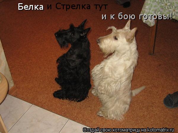 Белка и Стрелка тут и к бою готовы!... Котоматрица: Белка и Стрелка тут и к бою готовы!