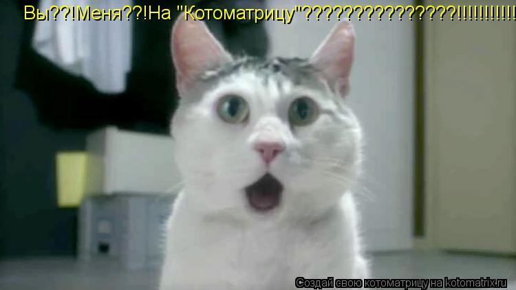 Вы??!Меня??!На "Котоматрицу"???????????????!!!!!!!!!!!... Котоматрица: Вы??!Меня??!На "Котоматрицу"???????????????!!!!!!!!!!!