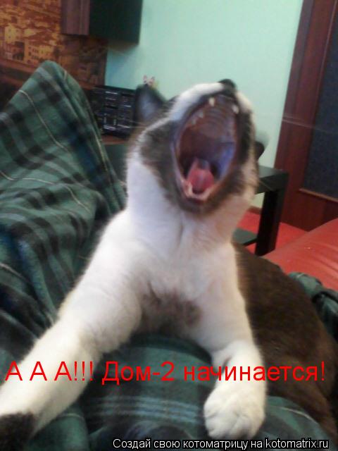 А А А!!! Дом-2 начинается!... Котоматрица: А А А!!! Дом-2 начинается!