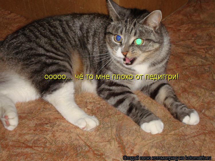 Котоматрица: ооооо... чё то мне плохо от педиггри!