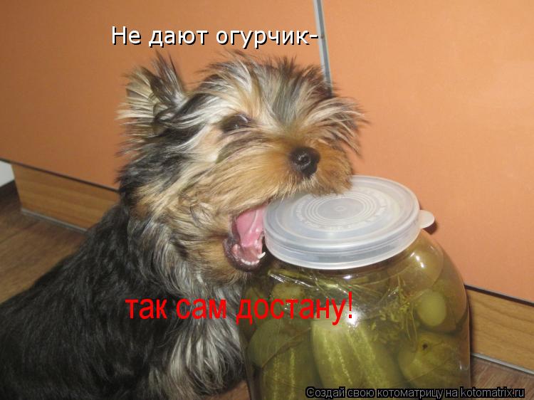 Не дают огурчик- так сам достану!... Котоматрица: Не дают огурчик- так сам достану!