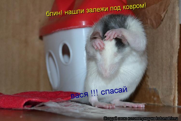 блин! нашли залежи под ковром! вася !!! спасай... Котоматрица: блин! нашли залежи под ковром! вася !!! спасай