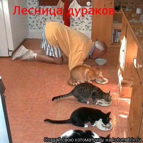 Лесница дураков... Котоматрица: Лесница дураков
