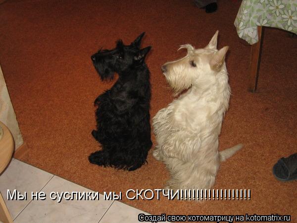 Мы не суслики мы СКОТЧИ!!!!!!!!!!!!!!!!!!... Котоматрица: Мы не суслики мы СКОТЧИ!!!!!!!!!!!!!!!!!!