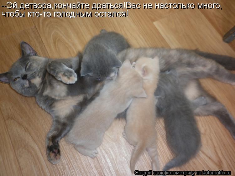 --Эй,детвора,кончайте драться!Вас не настолько много, чтобы кто-то голодным остался!... Котоматрица: --Эй,детвора,кончайте драться!Вас не настолько много, чтобы кто-то голодным остался!