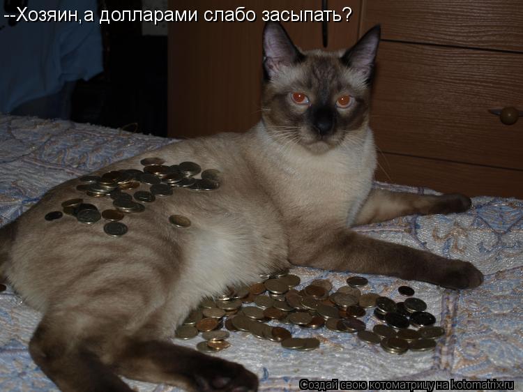 --Хозяин,а долларами слабо засыпать?... Котоматрица: --Хозяин,а долларами слабо засыпать?