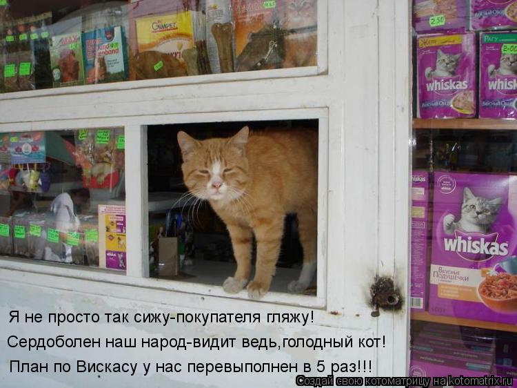 Я не просто так сижу-покупателя гляжу! Сердоболен наш народ-видит ведь,голодный кот! План по Вискасу ... Котоматрица: Я не просто так сижу-покупателя гляжу! Сердоболен наш народ-видит ведь,голодный кот! План по Вискасу у нас перевыполнен в 5 раз!!!