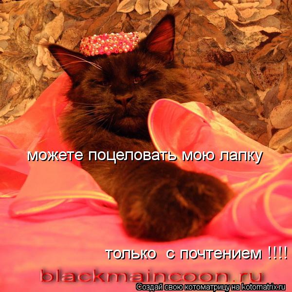 можете поцеловать мою лапку только с почтением !!!!... Котоматрица: можете поцеловать мою лапку только с почтением !!!!