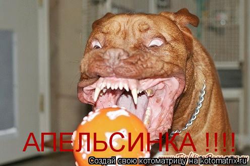 АПЕЛЬСИНКА !!!!... Котоматрица: АПЕЛЬСИНКА !!!!