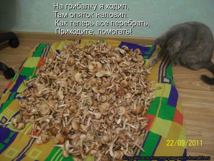 На грибалку я ходил, Там опяток наловил. Как теперь все перебрать, Приходите, помогать!... Котоматрица: На грибалку я ходил, Там опяток наловил. Как теперь все перебрать, Приходите, помогать!