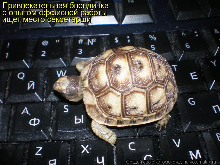 Привлекательная блондинка с опытом оффисной работы ищет место секретарши... Котоматрица: Привлекательная блондинка с опытом оффисной работы ищет место секретарши
