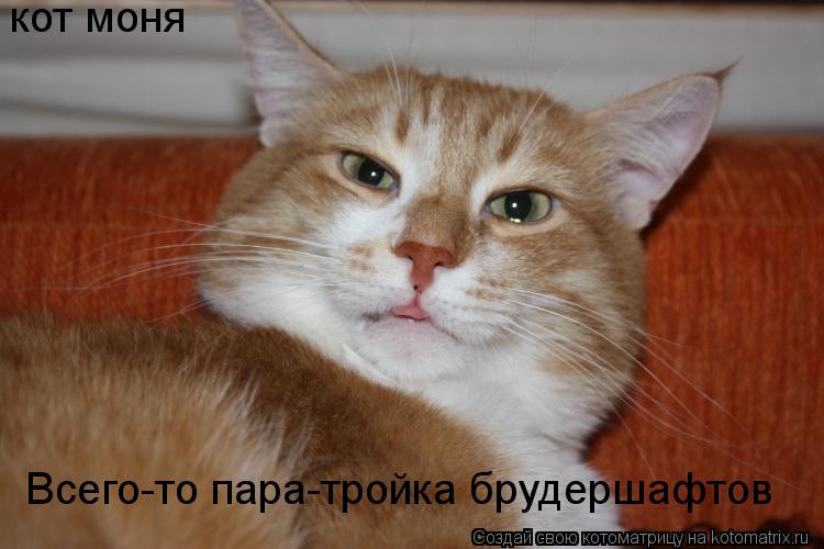 Всего-то пара-тройка брудершафтов кот моня... Котоматрица: Всего-то пара-тройка брудершафтов кот моня