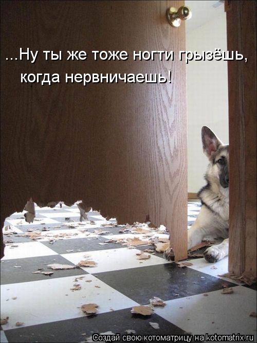...Ну ты же тоже ногти грызёшь, когда нервничаешь!... Котоматрица: ...Ну ты же тоже ногти грызёшь, когда нервничаешь!