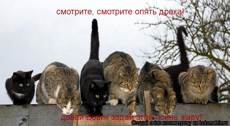 смотрите, смотрите опять драка! давай Вовик задай этой псине жару!... Котоматрица: смотрите, смотрите опять драка! давай Вовик задай этой псине жару!