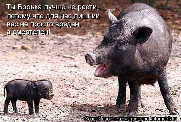 Котоматрица: Ты Борька лучше не рости,   вес не просто вреден,  а смертелен! потому что для нас лишний