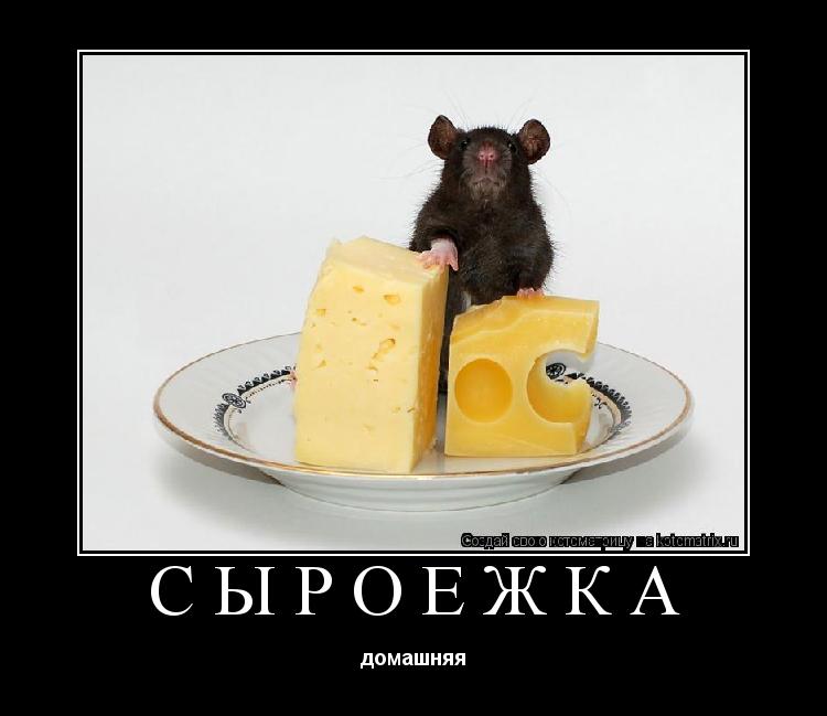 сыроежка домашняя... Котоматрица: сыроежка домашняя