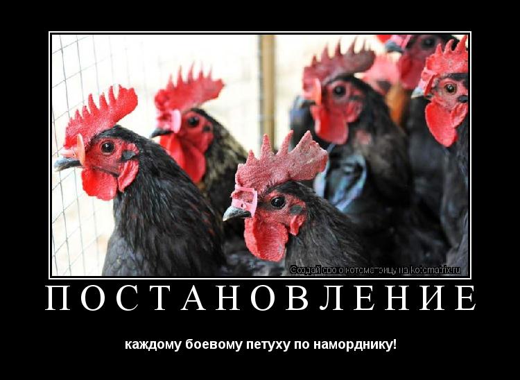 Постановление каждому боевому петуху по наморднику!... Котоматрица: Постановление каждому боевому петуху по наморднику!