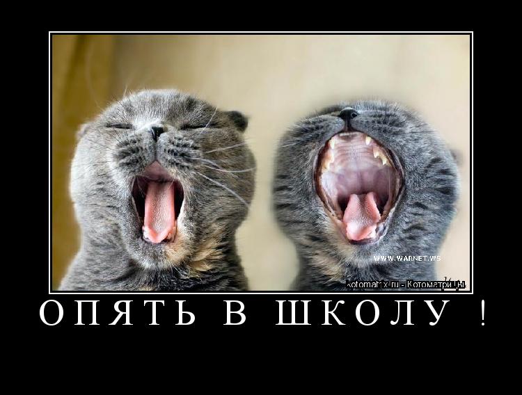 опять в школу ! ... Котоматрица: опять в школу !