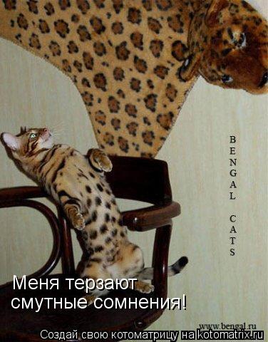 Котоматрица: Меня терзают  смутные сомнения!