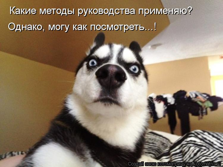 Котоматрица: Какие методы руководства применяю? Однако, могу как посмотреть...!