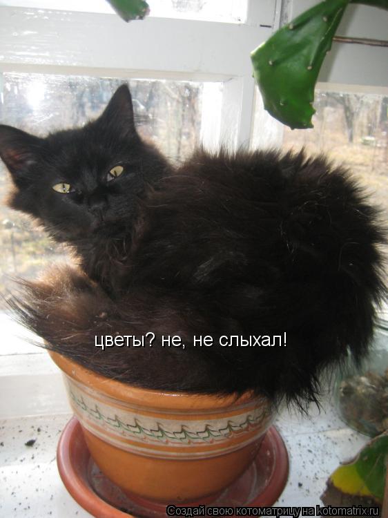 Котоматрица: цветы? не, не слыхал!