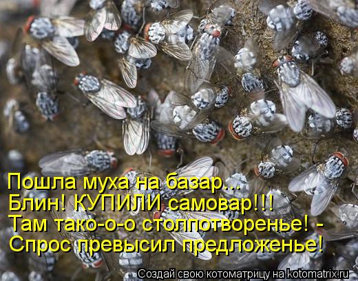Котоматрица: Пошла муха на базар... Блин! КУПИЛИ самовар!!! Там тако-о-о столпотворенье! - Спрос превысил предложенье!
